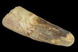 Bargain, Real Spinosaurus Tooth - Robust Tooth #119603-1